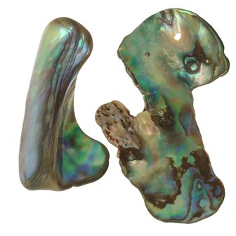 Abalone schelp