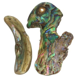 Abalone schelp