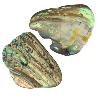 Abalone schelp