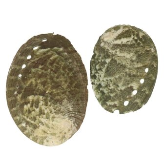 Abalone schelp