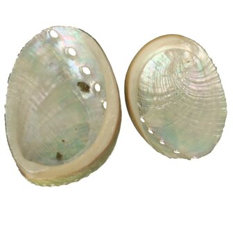 Abalone schelp