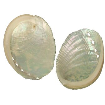 Abalone schelp