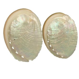 Abalone schelp