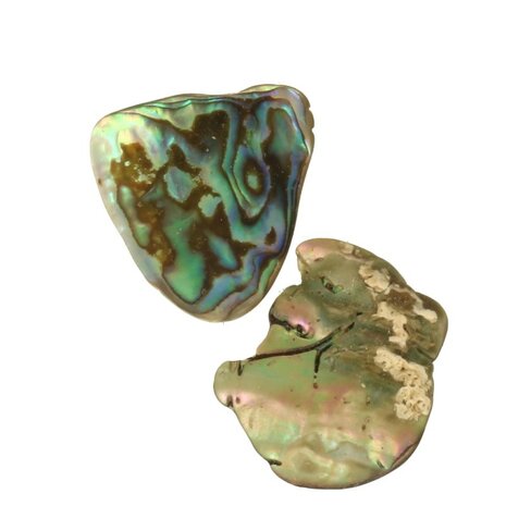 Abalone schelp (2 stuks )