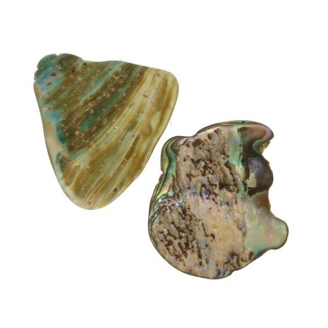 Abalone schelp (2 stuks )