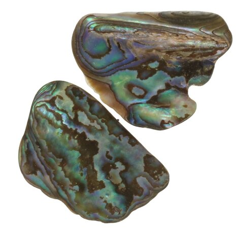 Abalone schelp