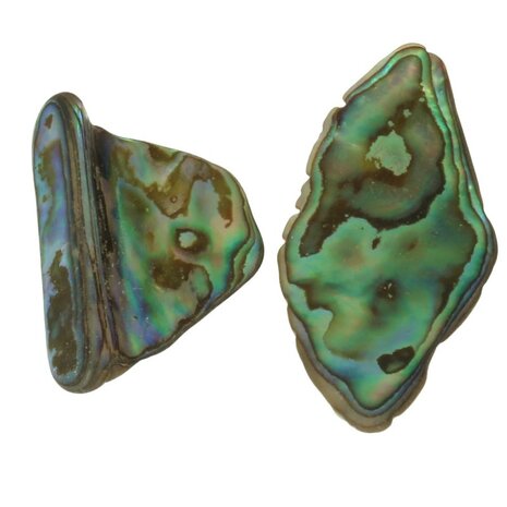 Abalone schelp