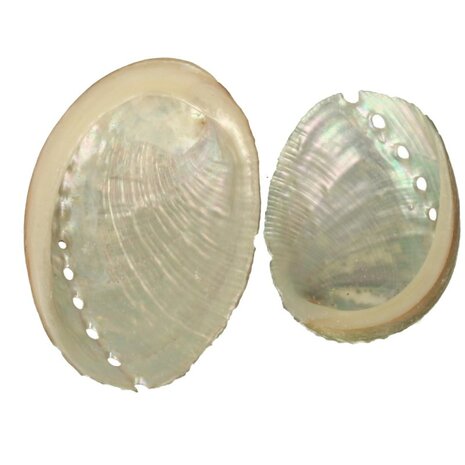 Abalone schelp